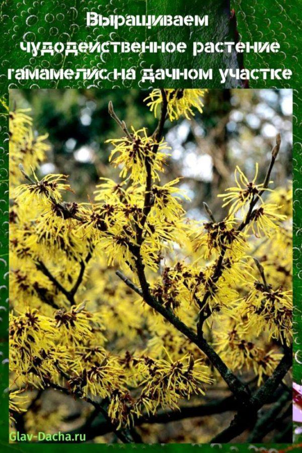 planta de hamamelis