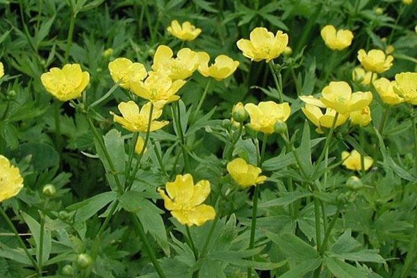 les fleurs ont des propriétés médicinales