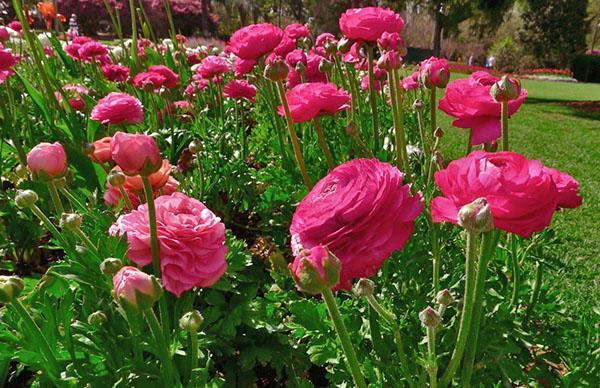 flores de ranúnculos