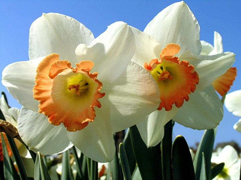 los narcisos están floreciendo