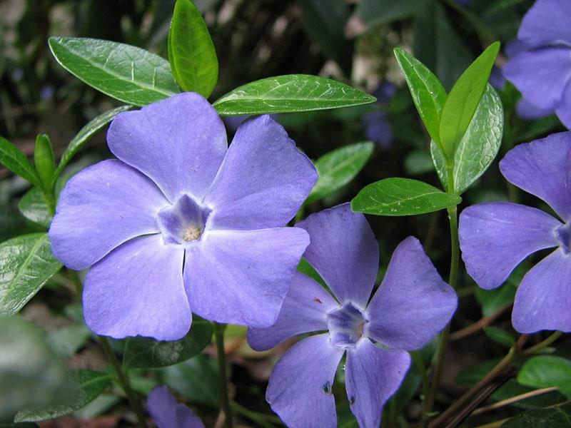 fleurs de pervenche