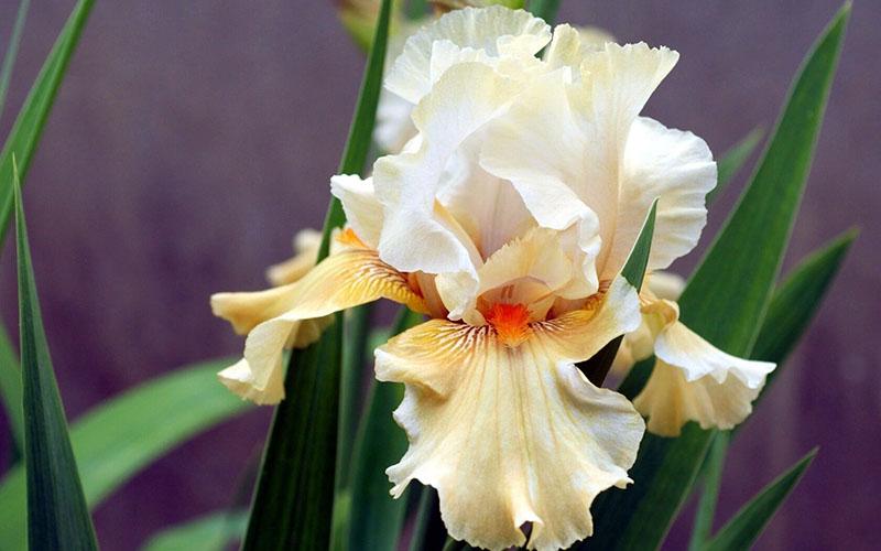 iris perennes