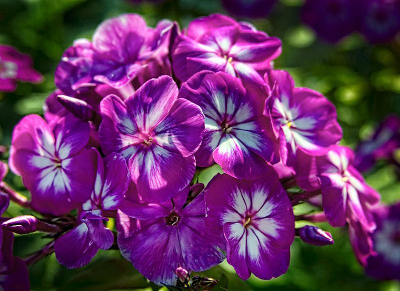 phlox brillant