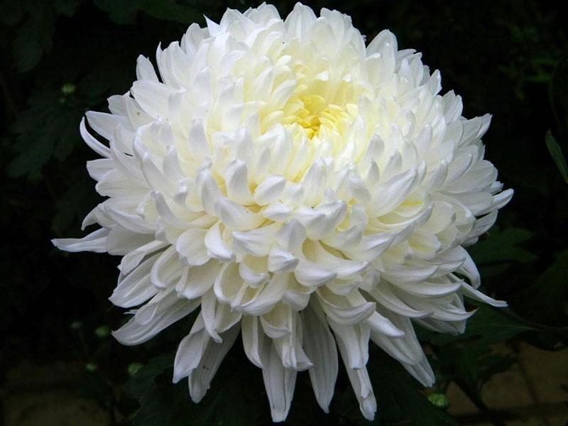 chrysanthèmes délicats