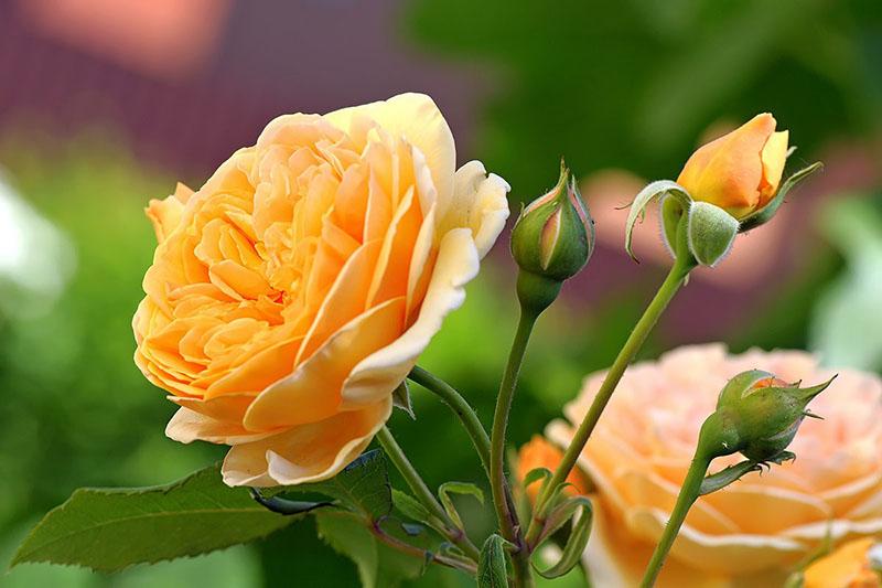 rosas de té híbridas