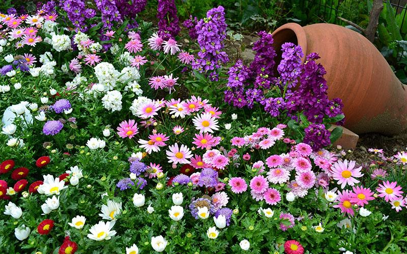 exuberante cama de flores de campo