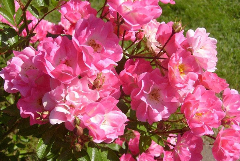 fleurs du pays roses polyanthus