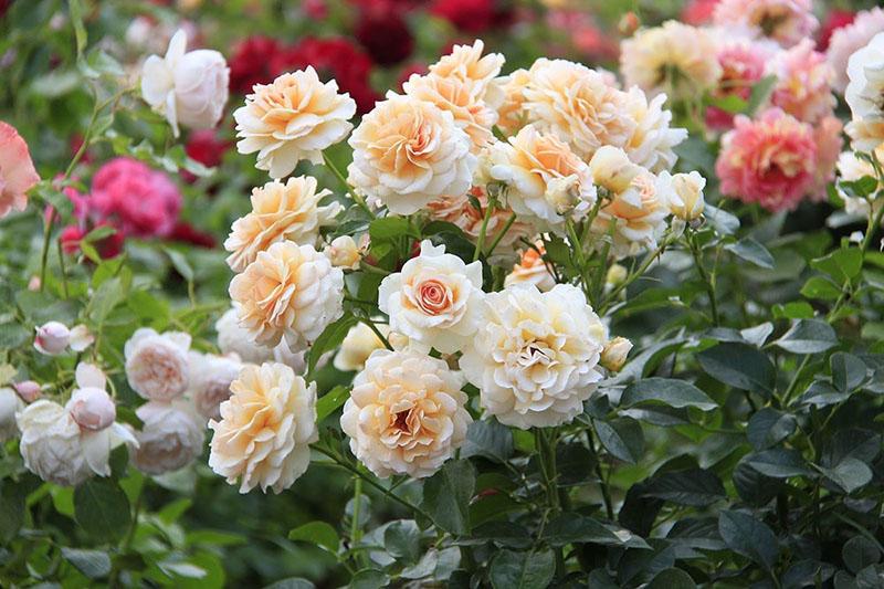 chic floribunda