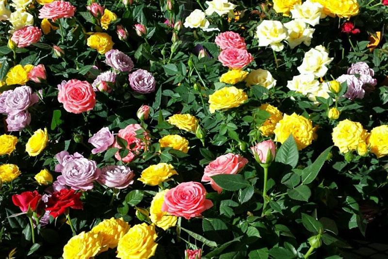 rosas en miniatura