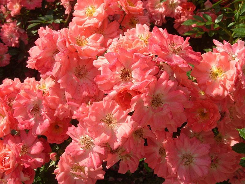 flores en el campo rosas que cubren el suelo
