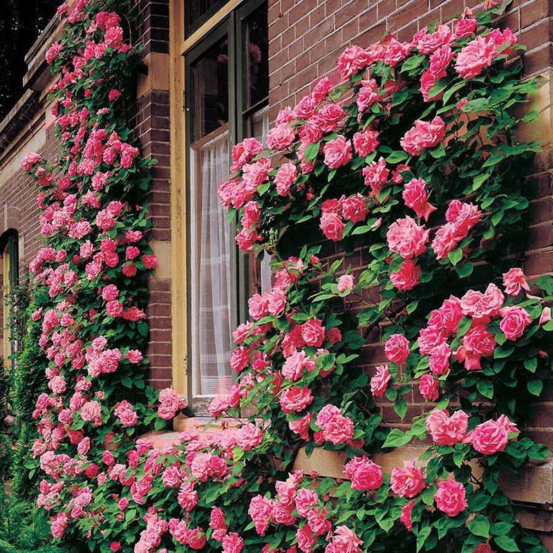 rosas trepadoras