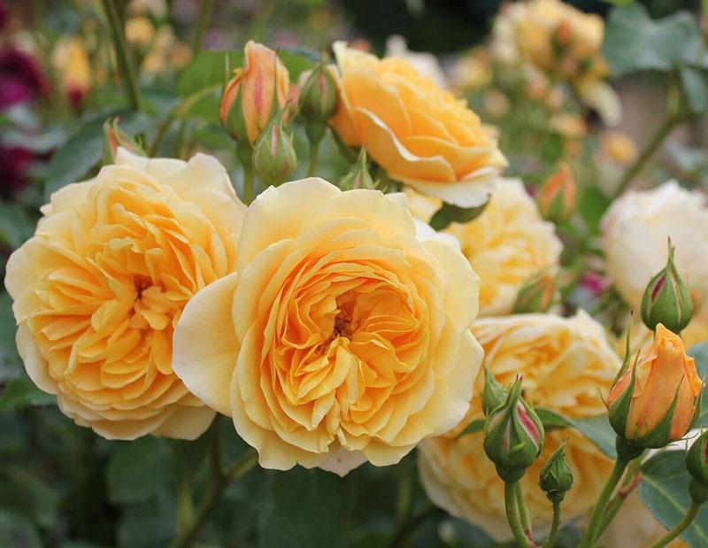 rosas de arbusto