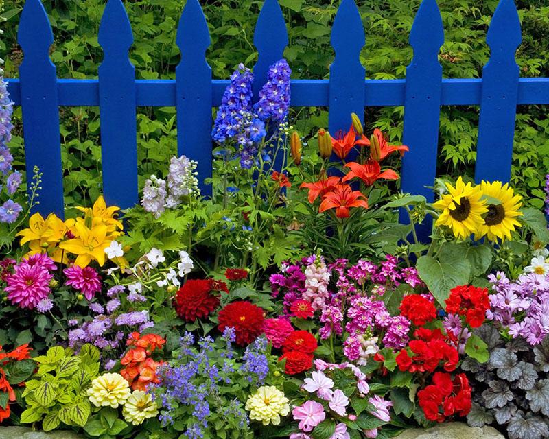 nous cultivons une variété de fleurs dans le pays