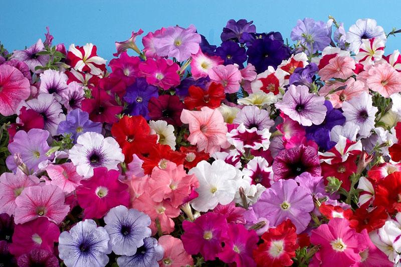 petunia tan diferente