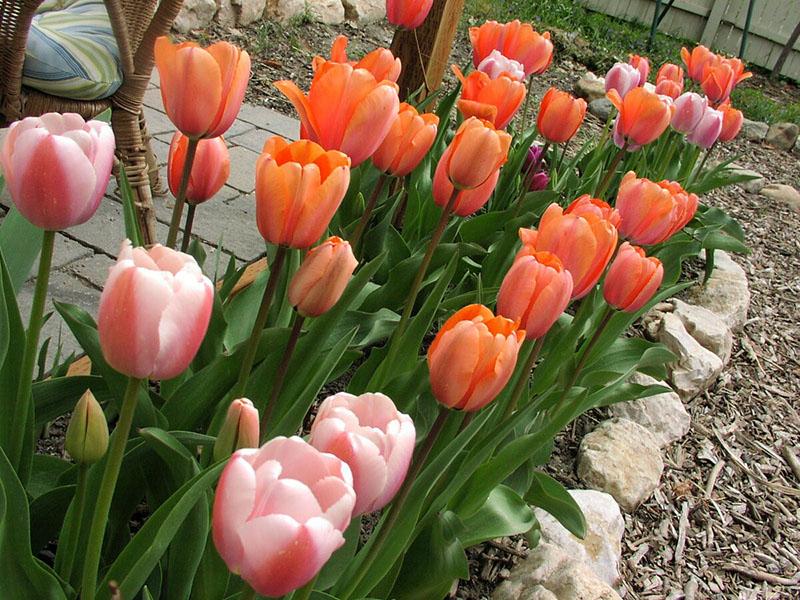 maravillosos tulipanes en flor