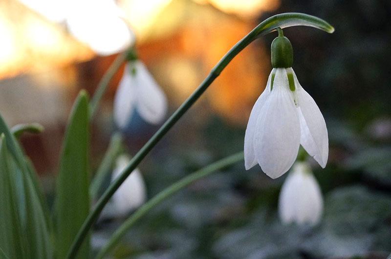 primeras campanillas de invierno