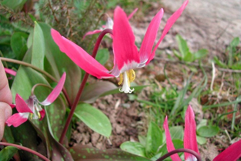 dama de grado en rojo