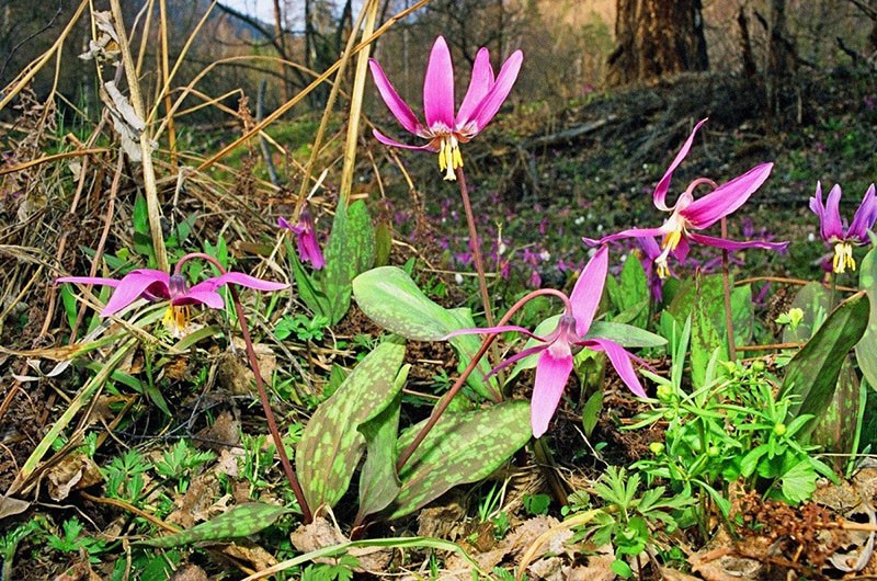 plante d'hémérocalle