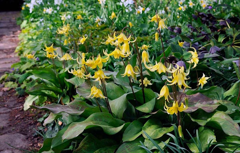 Prímula creciente en el jardín.