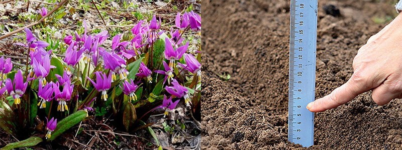 Esquema de plantación de Erythronium