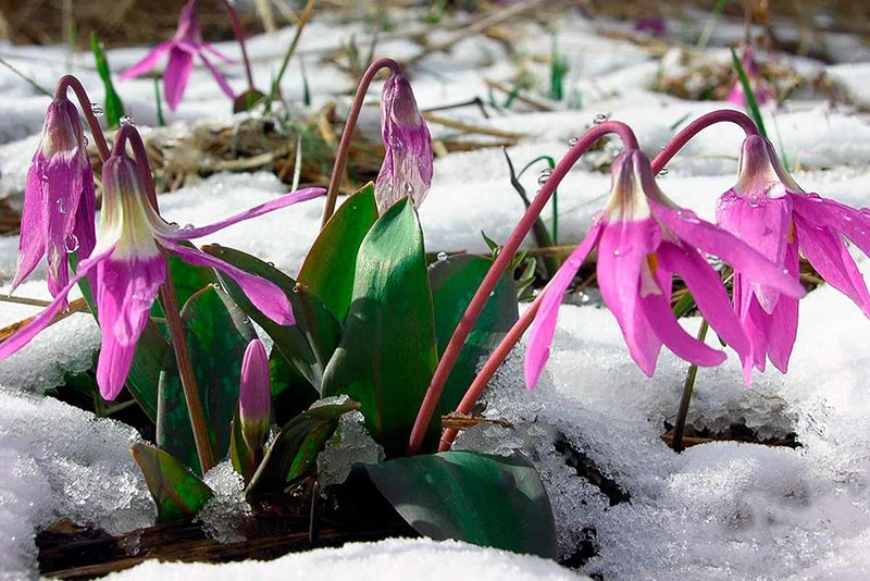 flor de kandyk bajo la nieve