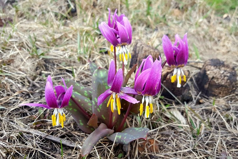 fleur de kandyk à l'état sauvage