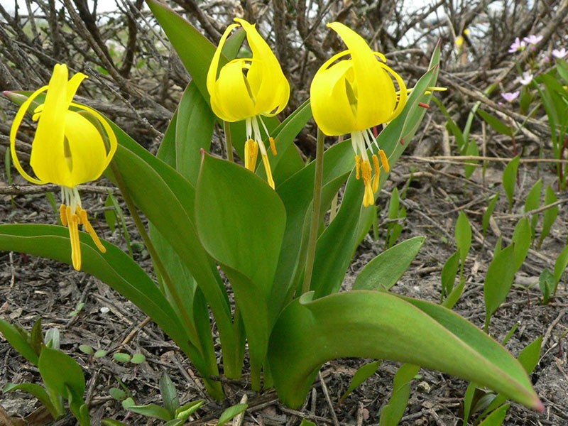 Flores amarillas