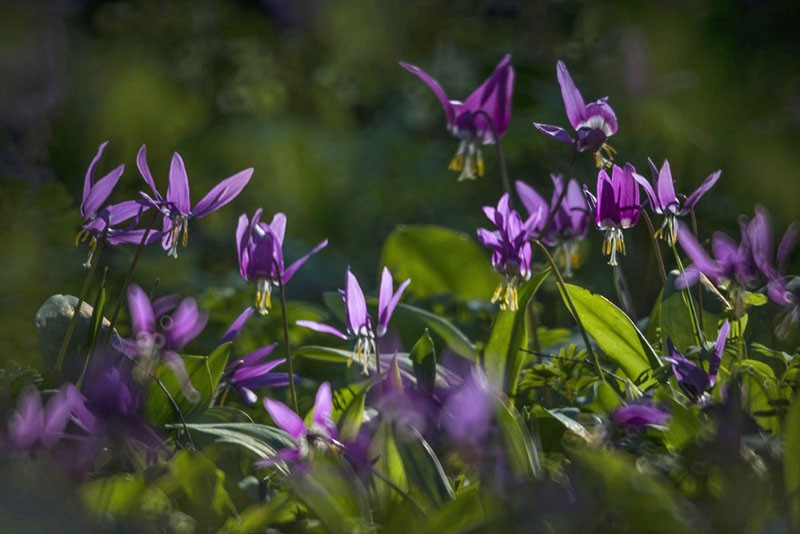 Fleurs pourpres