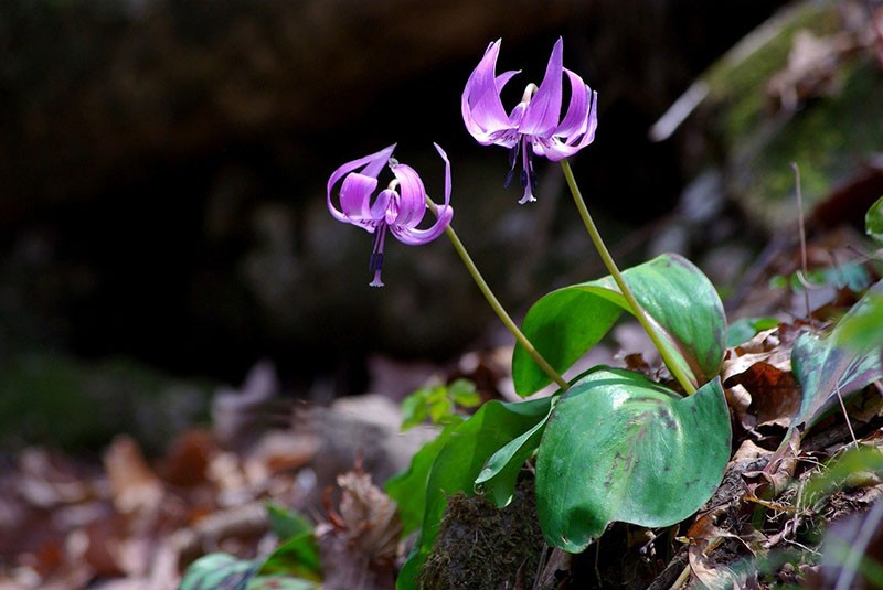 fleur mauve