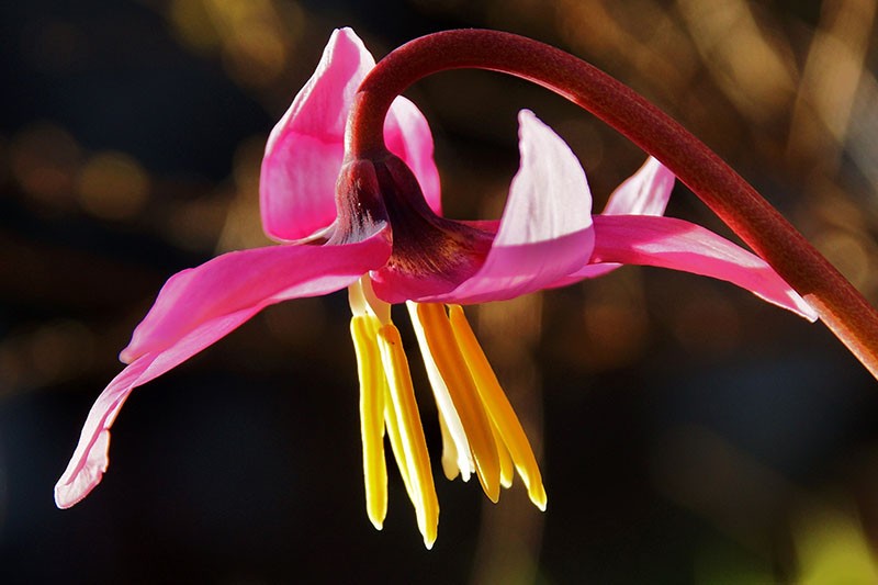 fleur pourpre