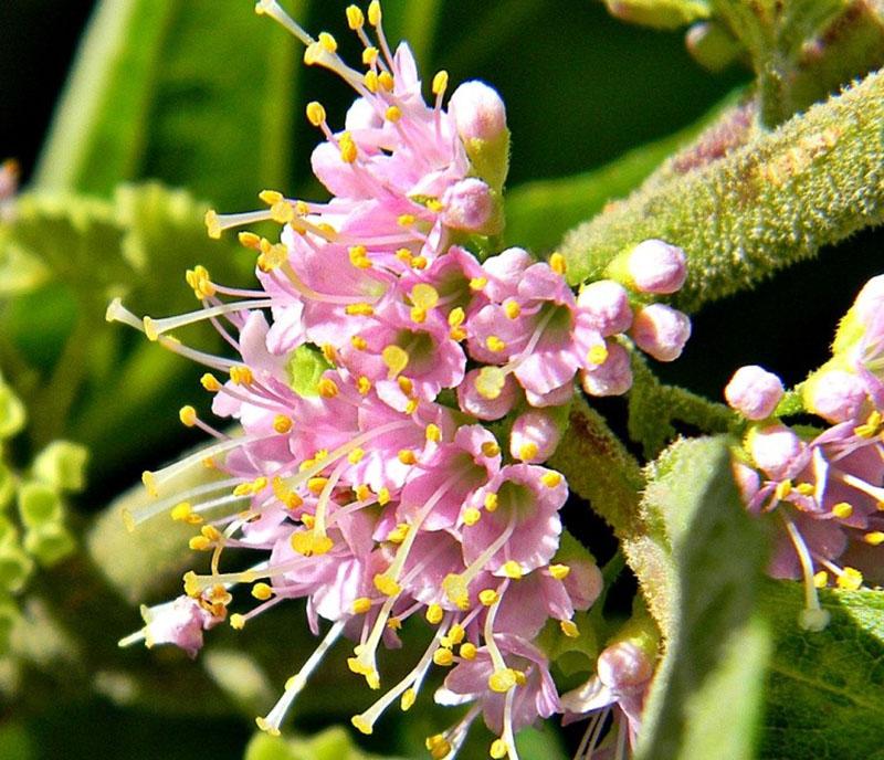 hermosas flores de frutas