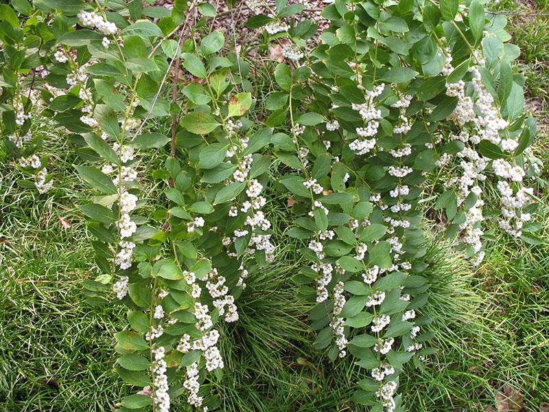 beau cultivar Leucocarpa