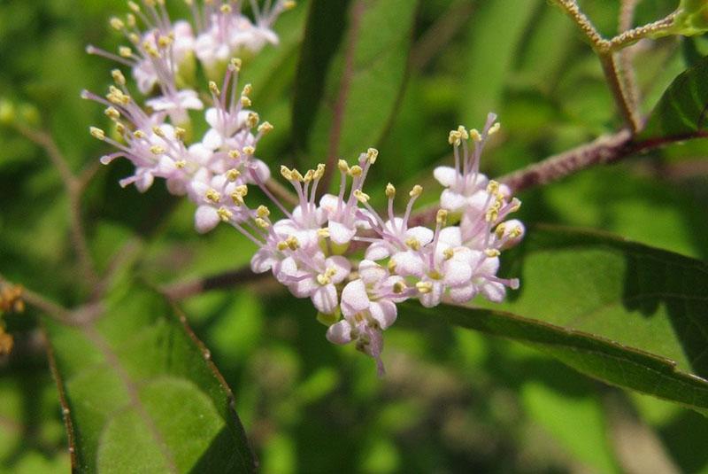 la hermosa carpa está en flor