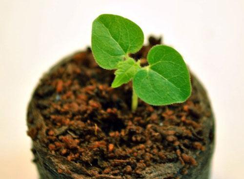 Las plántulas se cultivan en vasos pequeños en un sustrato especial.