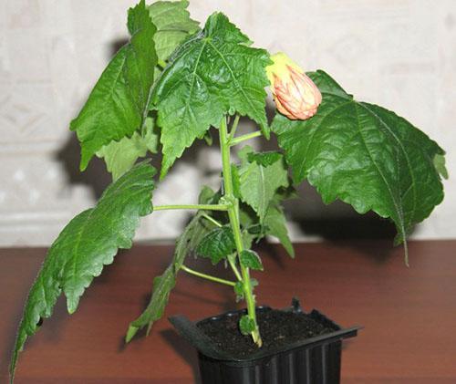 La primera flor de abutilon aparecerá 6 meses después de la siembra.