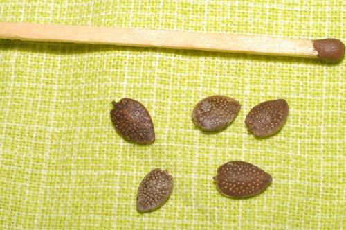 Les graines d'Abutilon ont une courte période de germination