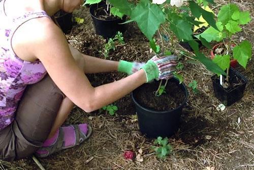 Transplanter une plante dans un grand récipient