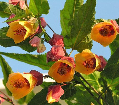 Increíble flor de abutilon en el balcón.