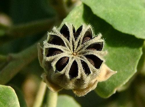 Las semillas maduras se utilizan para propagar la abutilona.
