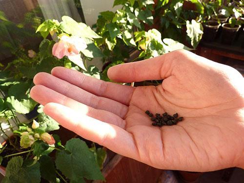 Solo el abutilon varietal se propaga por semillas.