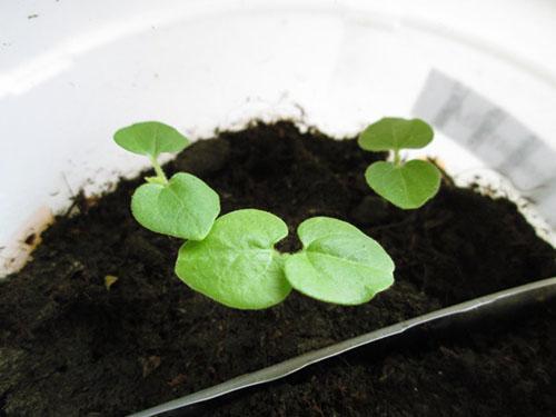 Les premières pousses d'abutilon