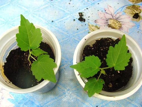Les jeunes plants d'abutilon peuvent être plantés à l'extérieur