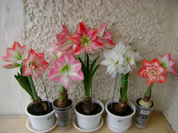 floraison luxuriante d'amaryllis