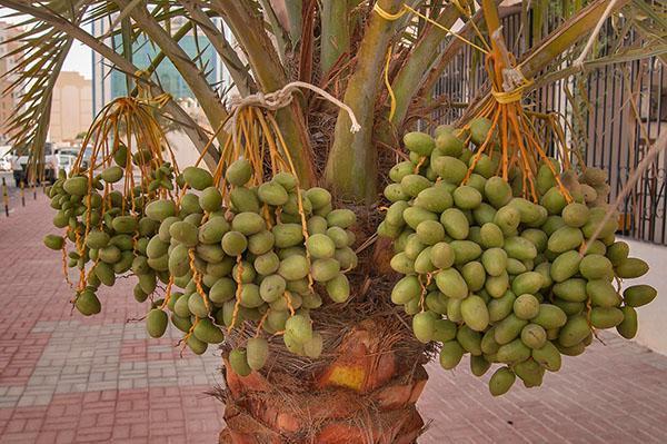 Les fruits du palmier dattier mûrissent