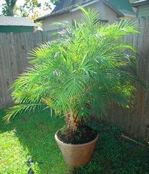 En été, le palmier peut être pris à l'extérieur