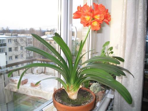 clivia fleurit