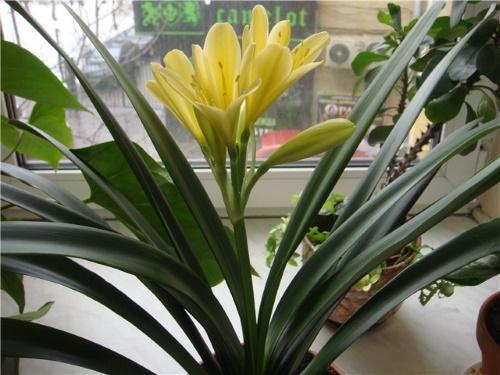 clivia jaune