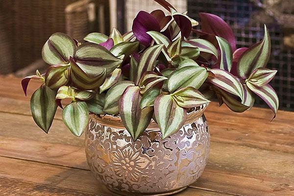 tradescantia