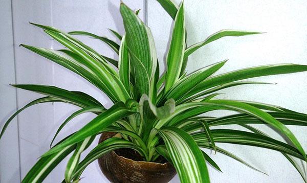 chlorophytum