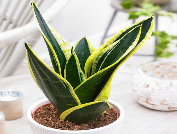 sansevieria